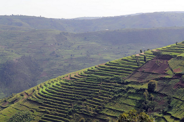 Rice terrasses © Neil Palmer