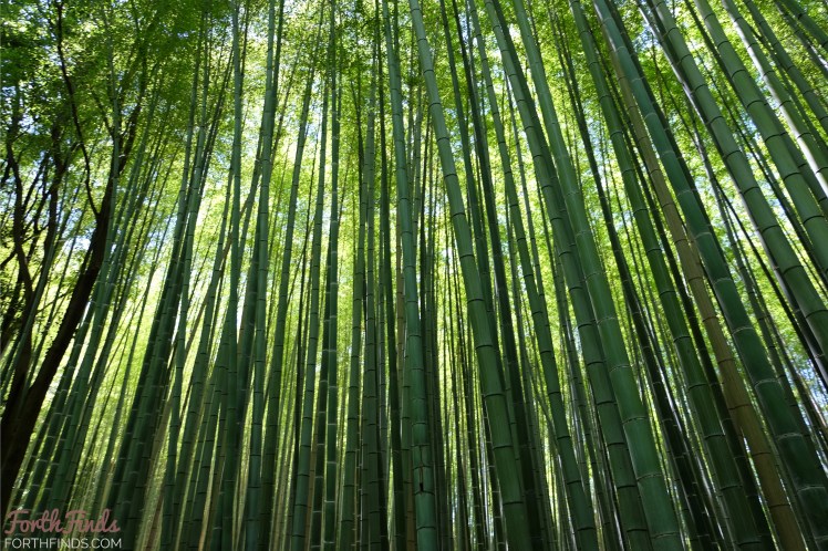 Arashiyama-bamboo-forest-2